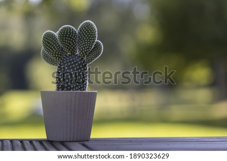 Cactus in the white pot on blurry yellow green backgrounds