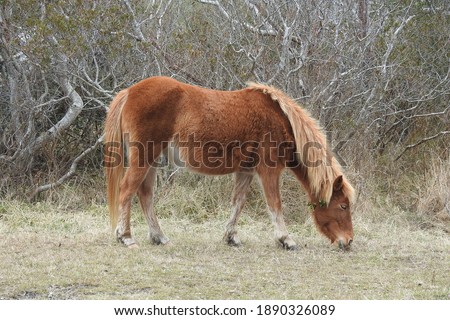 Wild horse feeding on the plentiful grasses that grow on Assateague Island, in Maryland.