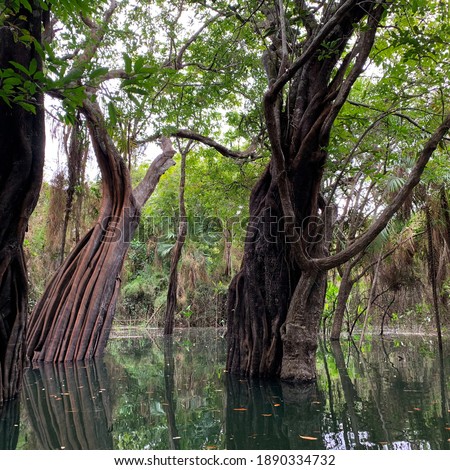 Close-up photo of twisted tree trunks found in the flooded Amazon forest located in the Alter do Chão region, Brazil.