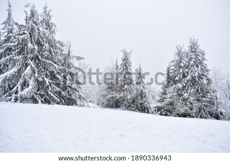 Winter landscape, trees covered by snow