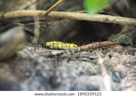Hairy yellow caterpillar, wild nature, insect becomes butterfly