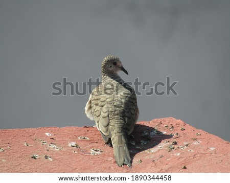 
Turtle dove standing on a red surface, its false habitat
