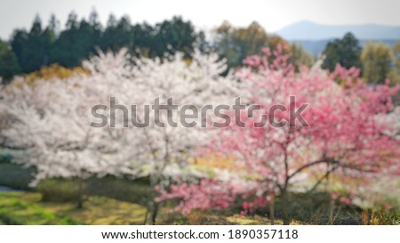 Blur picture background of cherry blossom at Japan, Asia. 