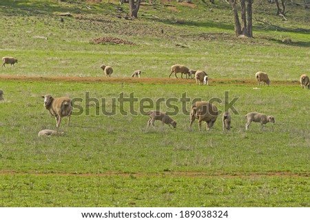 ewes and lambs grazing on the side of a hill closeup