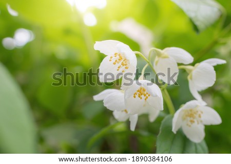 Twig with white jasmine flower close-up in spring on a blur background.