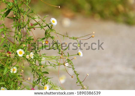 A picture of a small white flowers
