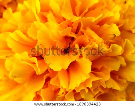 Background photos,Yellow marigold flower close up