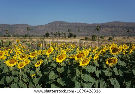 Sunflowers are growing in a plot under the sunlight on the morning for selective focus and background of agricultural plot, tree, mountains and sky.