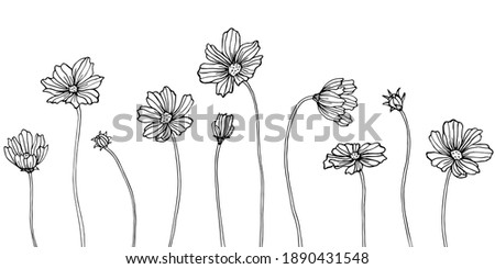 Isolated cosmea illustration element. Spring wildflower isolated. Black and white engraved ink art.  Royalty-Free Stock Photo #1890431548