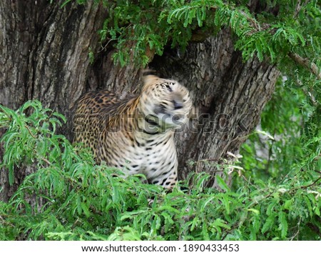 Sri Lankan leopard- Panthera pardus kotiya on the tree