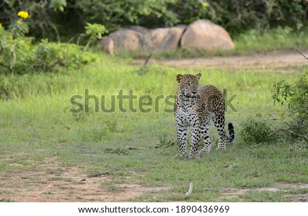 Walking leopard at Yala national park in Sri Lanka