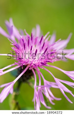 Close up of a beautiful purple flower over green background