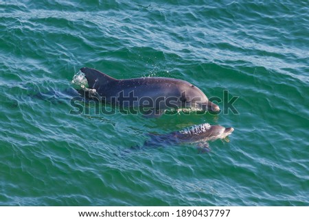 Female dolphin with her calf cruising around the headland