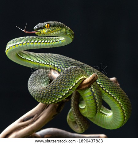 Poisonous Green Viper Snake with bokeh background Royalty-Free Stock Photo #1890437863