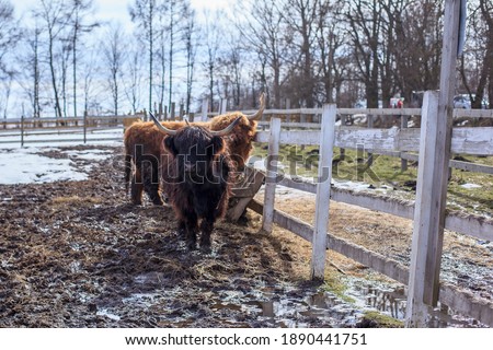 Horned Highland cattle standing in a sunny early spring day on the farm with a wooden fence. Bos taurus taurus. Scottish cows with long brown hair and mighty horns. Organic food concept. Farmland.