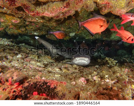 A white tip reef shark resting underneath some coral