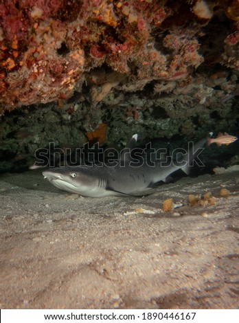 A white tip reef shark resting underneath some coral