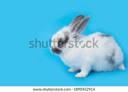 A little rabbit with a blue background picture