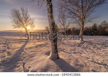 Winter Trees covered in snow.  This winter landscape photo was taken at sunrise.