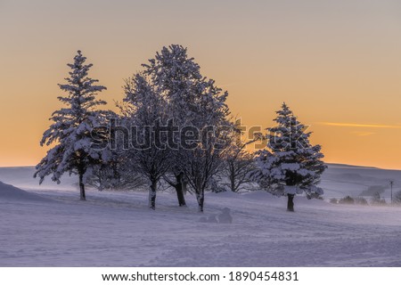 Winter landscape photo was taken at sunrise in January.  The group of trees are covered in snow giving a very cold feeling to the photo.  The countryside is also covered in snow.