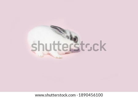 Little rabbit with pink background picture