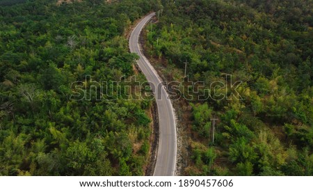 The road in the green forest