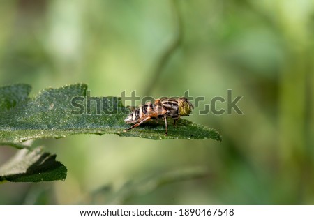 Macro picture of yellow insect on the green leaf 
