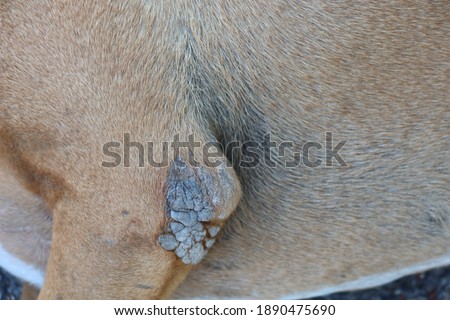 Close-up, skin of a brown dog with a crack, dry skin, dog dermatology concept.