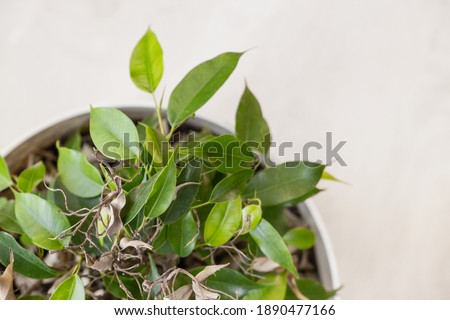 ficus Benjamin close-up with empty dry branches, partially discarded leaves. home plant care, selective focus