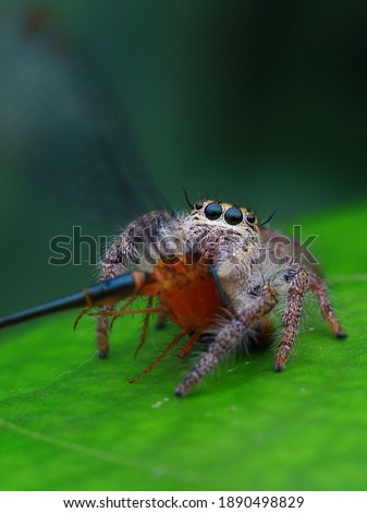 Close up spider eat damselfly selective focus
