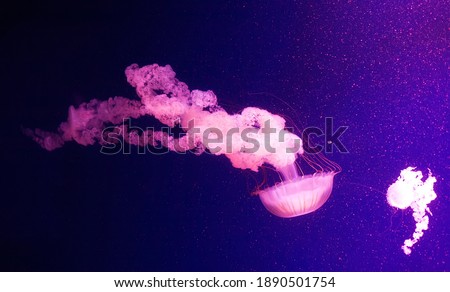 Beautiful jellyfish moving through the water neon lights.Background with jellyfish. variety of jellyfish swim in the ocean aquarium with neon lights.The jellyfish medusa swimming in deep water ocean.  Royalty-Free Stock Photo #1890501754