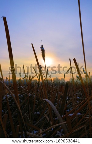 Sunset winter landscape with black silhouettes dried cattails covered with snow