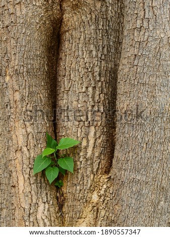 small bodhi tree growth on trunk tree 