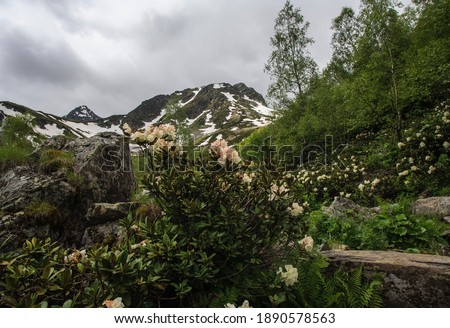 Blooming rhododendron on the background of snow-capped mountains. Caucasus. Russia