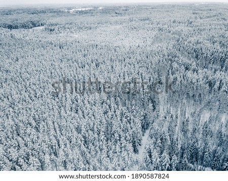 Fresh Snow Covering Trees - Aerial Drone Top Down Photo