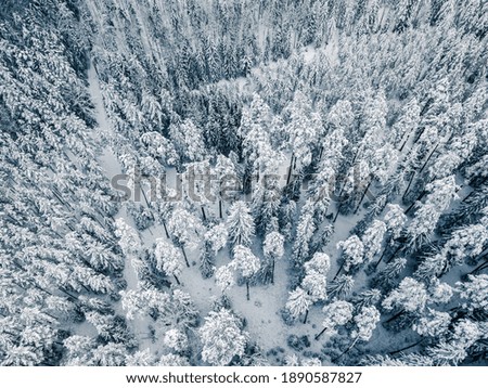Fresh Snow Covering National Park Woods - Aerial Drone Top Down Photo