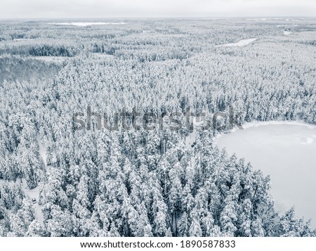 Aerial View of Winter Forest Covered in Snow. Drone Photography