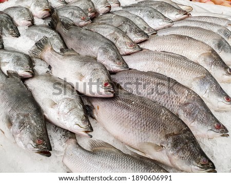 Fresh fishes Giant Perch, barramundi, silver perch or white perch ( Lates calcarifer ) on ice  in the market
