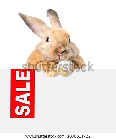 Easter bunny holds sales symbol above white banner. Isolated on white background