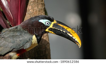 Close up of a Chestnut-eared Aracari (Pteroglossus castanotis) perched in a tree at a lodge near El Reventador Volcano, on the line between Napo and Sucumbios provinces, in Ecuador