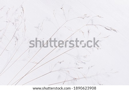 Stems of wild beige dry grass in row on white wood board, top view, copy space, diagonal.