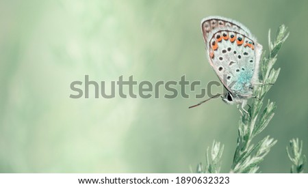 Nature background concept. Beautiful image with branch of meadow sagebrush and butterfly on the wild meadow. Close-up macro shot of one common blue butterfly on a blurred summer grass at morning.