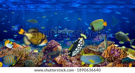 underwater coral reef landscape wide panorama wallpaper background  in the deep blue ocean with colorful fish sea turtle and marine wild life