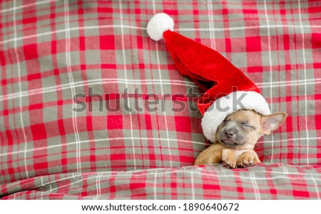 Funny Toy terrier puppy wearing red santa's hat sleeps under a warm blanket on a bed. Top down view. Empty space for text