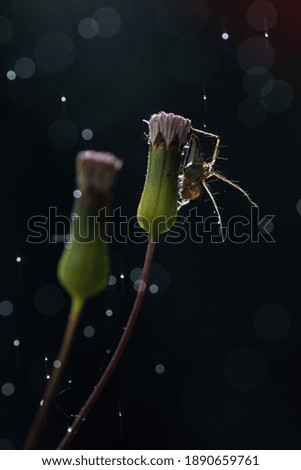 a small yellow spider on flower