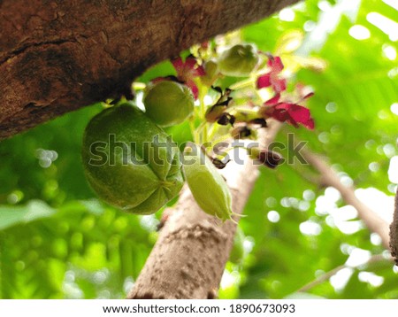 fruit of star fruit that is not yet ripe on the tree