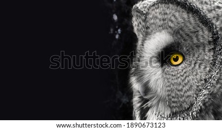 Winter portait of owl  Strix Nebulosa