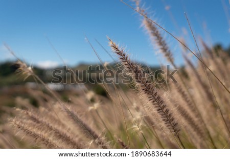 close up picture of grass flower field under blue sky in summer (selective focus)
