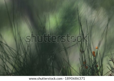 The summer plants create abstract lines for natural background