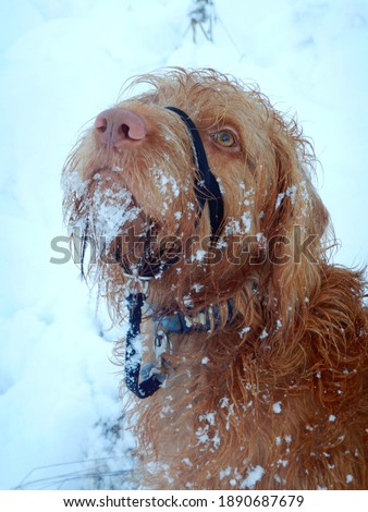 Wire haired hungarian Viszla in snow, Scottish highlands. 